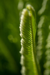 Closeup Plant