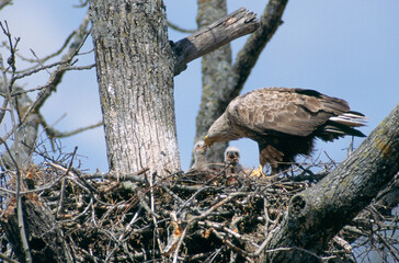 ヒナに餌を与えるオジロワシ（北海道・豊頃町）
