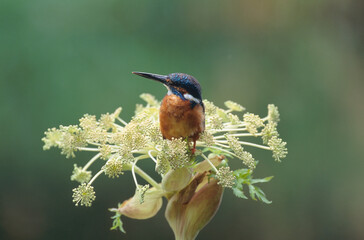 エゾニュウの花とカワセミ（北海道・音更町）
