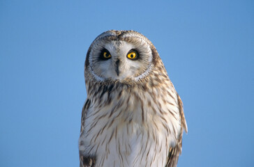 コミミズクの頭部（北海道・豊頃町）
