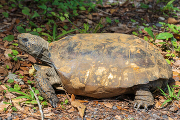 Gopher tortoise (Gopherus polyphemus) - Brooksville, Florida, USA