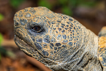 Gopher tortoise (Gopherus polyphemus) closeup of head - Brooksville, Florida, USA