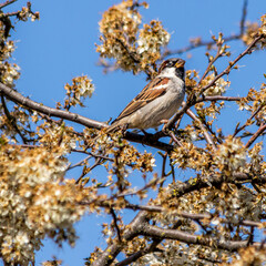 bird on a tree