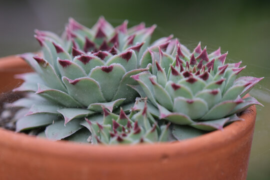 cactus in a pot