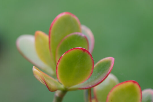 close up of a succulent