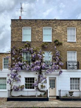 LONDON, UNITED KINGDOM - 09.05.2021. Street view of Royal Borough of South Kensington and Chelsea. Fragment of facade with blossoming wisteria