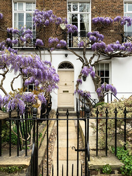 LONDON, ENGLAND - 03.05.2021. Street view of Kensington. Fragment of facade with blossoming wisteria