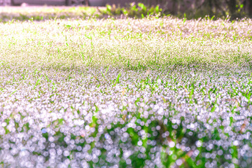 green grass covered with a lot of dew, shining and iridescent in the rays of the bright morning sun, selective focus