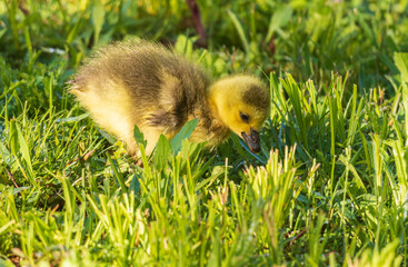 Canada goose gosling standing in grass