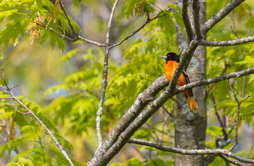 Male Baltimore oriole perched in a tree