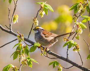 White-throated sparrow with a leaf