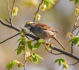 White-throated sparrow eating a leaf