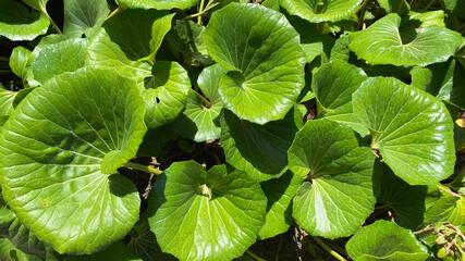 green leaves in the garden