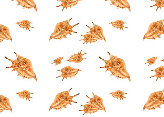 Seamless pattern with seashell, hard shell of a mollusk, isolated on the white background. Top view, summer or beach vacation concept.