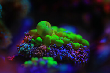 Biohazard Rhodactis green bounce mushroom coral