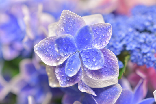 Konpeito Images Browse 1 791 Stock Photos Vectors And Video Adobe Stock Konpeito Images Browse 1 791 Stock Photos Vectors And Video Adobe Stock