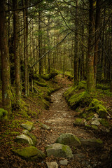 Trail Heads Downhill Through Mossy Forest