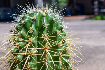 Close up of golden barrel cactus with the sharp spines growing around it. The golden barrel cactus plant is an attractive and popular ornamental plant for garden.