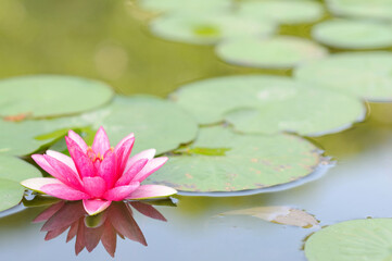Pink Water Lily on a Pond