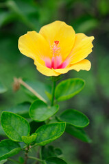 A Vibrant Yellow Hibiscus (focus on the pistil)