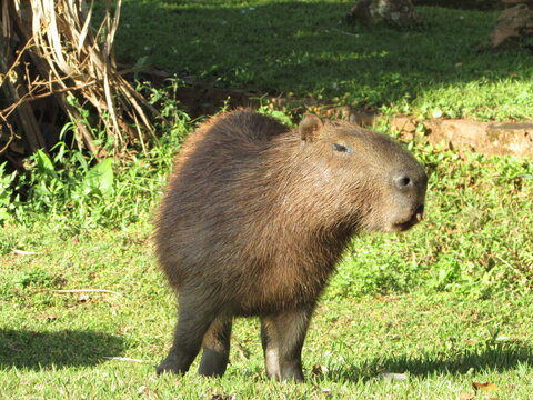 Capivara - fauna brasileira - animal brasileiro