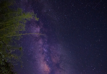 Shining milky way and bamboo tree picture