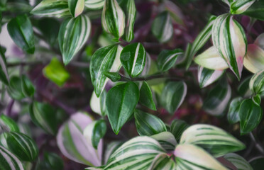 Image of colorful green tradescantia with pink stripes on leaves.