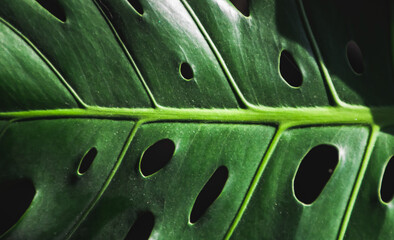 Fototapeta na wymiar Image of monstera leaf veins. Closeup picture monstera leaf details. Exotic plant foliage.