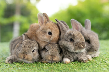 Group of healthy Lovely bunny easter fluffy rabbits, Adorable baby rabbit on green grass...