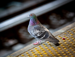 close up of a pigeon on a subway platform in Queens, New York