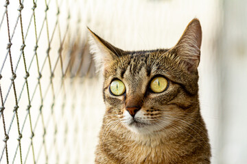 gato marrom de olhos amarelos voltado para a rede de segurança olhando pela janela em um lindo dia...
