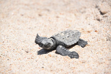 turtle on the sand