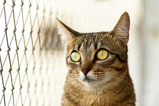 gato marrom de olhos amarelos voltado para a rede de seguran&ccedil;a olhando pela janela em um lindo dia de sol