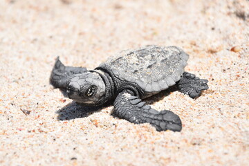 turtle on the sand