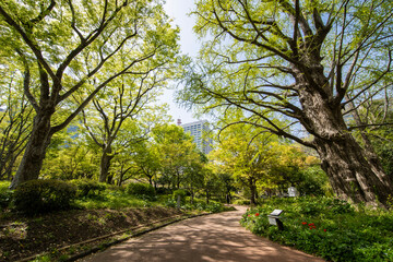 Fototapeta premium 日比谷公園 