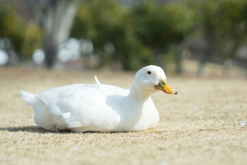 アヒル　ガチョウ　鳥類　日向ぼっこ
