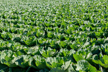 キャベツ畑　野菜　農業　畑