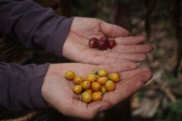 Manos mostrando granos de café colombiano, rojo y amarillo.