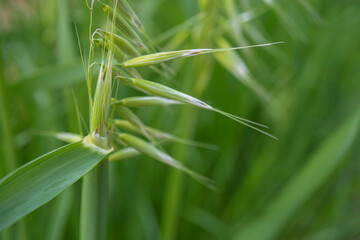 穂が伸びるカラスムギ（燕麦の野生種） Avena fatua