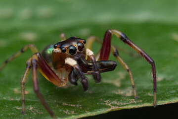 jumping spider on green leaf