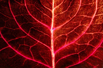 Obraz premium heart shaped leaf