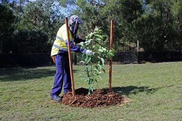 Foto op Aluminium City landscaper worker planting a new tree in a public park © Rafael Ben-Ari