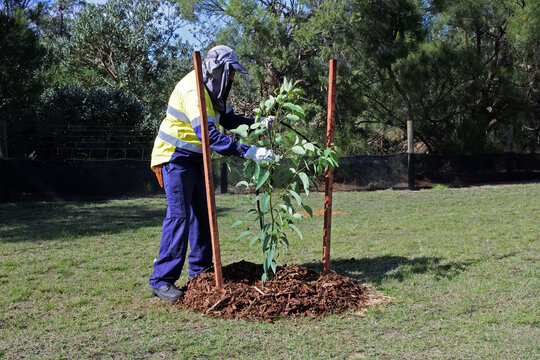 City Landscaper Worker Planting A New Tree In A Public Park