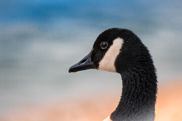 portrait of a Canadian goose on a ocean beach