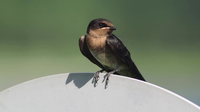 Pacific swallow juvenile (Hirundo tahitica) perching on a metal board. Beautiful swallow bird in the wild with green bokeh blurred background