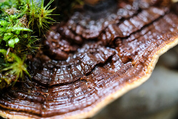 close up mushroom