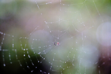 spider on web and water drops