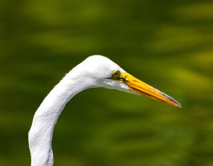 great white heron