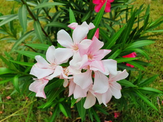 Light pink oleander is a popular flowering ornamental plant in front of the house. It is a plant that blooms brightly all year round. Scientific name: Nerium oleander L. Used leaves to get rid of rat
