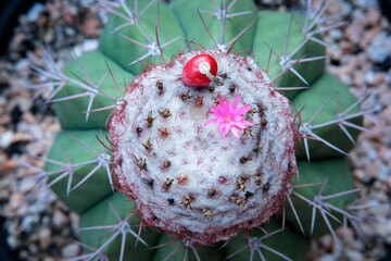 top view of melocactus flower and seed socket on cephalium